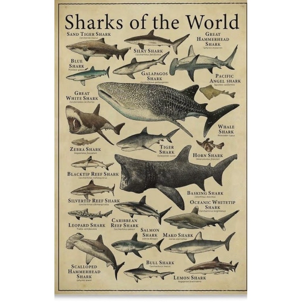 Sharks Of The World Vintage Marine Biology Educational Canvas Print, 8x12 [W]
